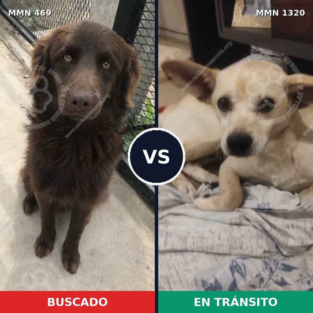 Comparativa MMS 22446: mascota perdida y mascota encontrada, 68% de similitud