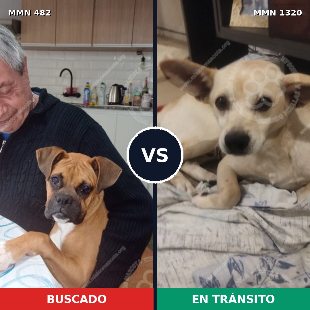 Comparativa MMS 22448: mascota perdida y mascota encontrada, 49% de similitud