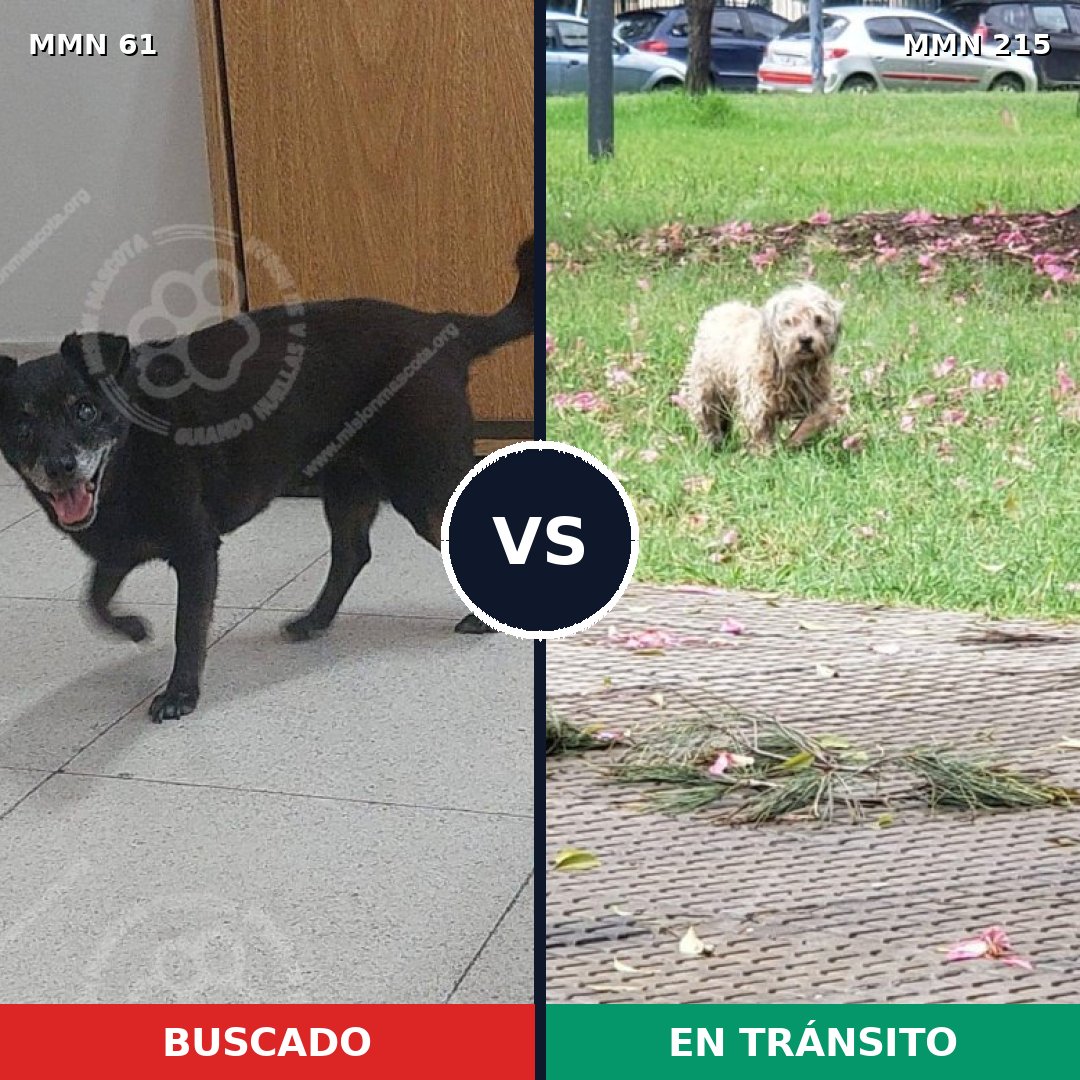 Comparativa MMS 2245: mascota perdida y mascota encontrada, 61% de similitud