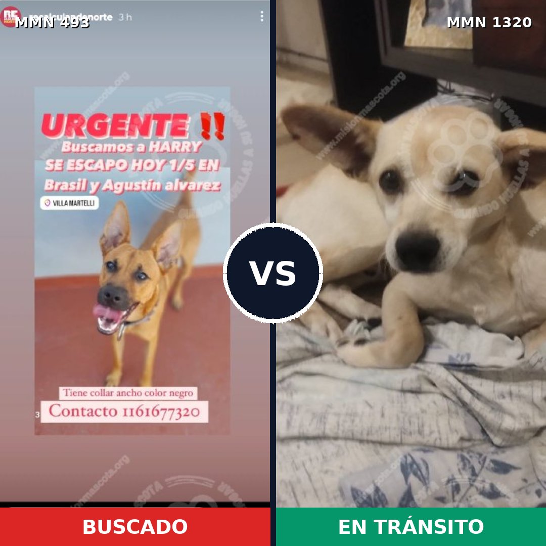 Comparativa MMS 22450: mascota perdida y mascota encontrada, 84% de similitud