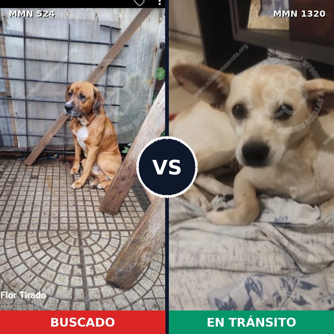 Comparativa MMS 22451: mascota perdida y mascota encontrada, 64% de similitud