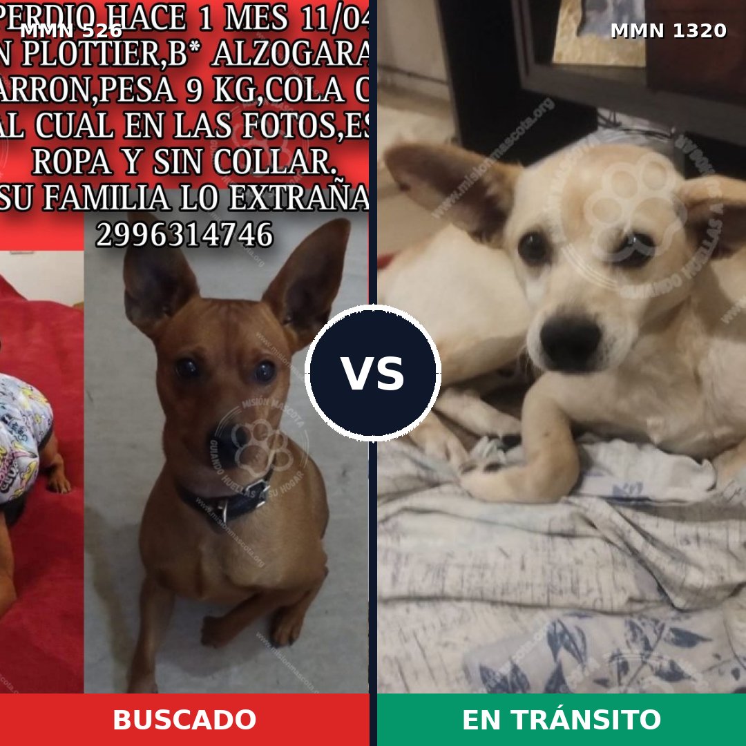 Comparativa MMS 22452: mascota perdida y mascota encontrada, 30% de similitud