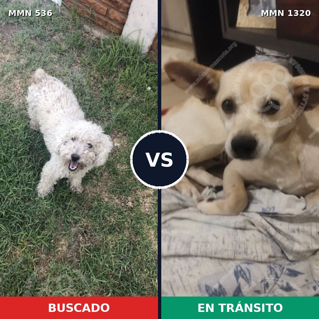 Comparativa MMS 22454: mascota perdida y mascota encontrada, 40% de similitud