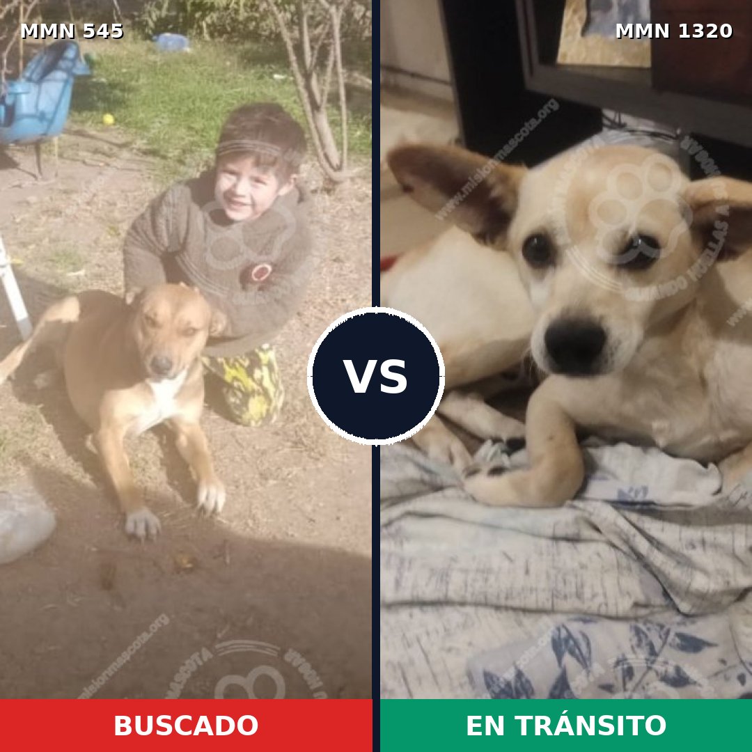 Comparativa MMS 22455: mascota perdida y mascota encontrada, 61% de similitud