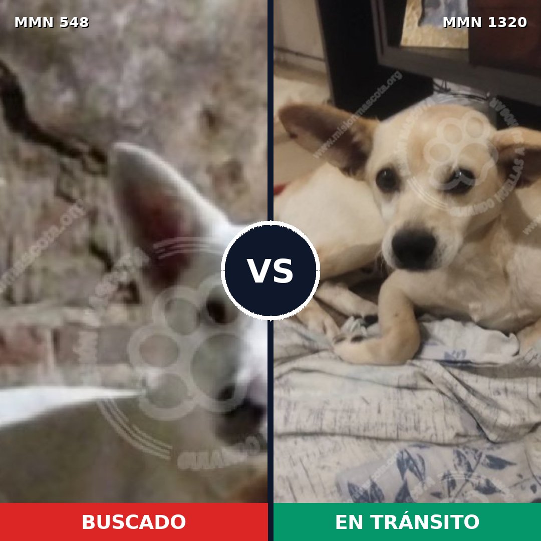 Comparativa MMS 22456: mascota perdida y mascota encontrada, 66% de similitud