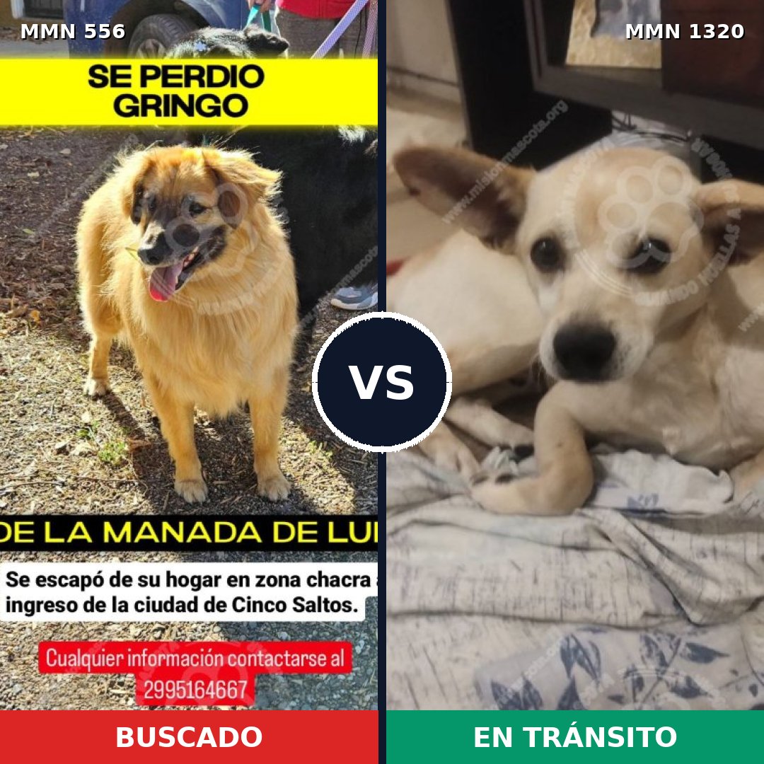 Comparativa MMS 22457: mascota perdida y mascota encontrada, 70% de similitud