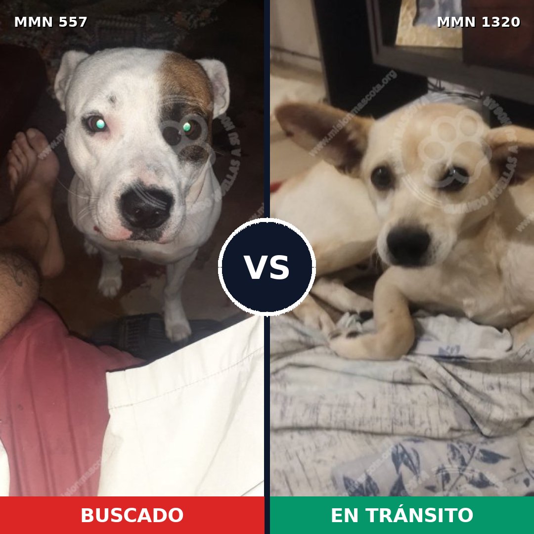 Comparativa MMS 22458: mascota perdida y mascota encontrada, 52% de similitud