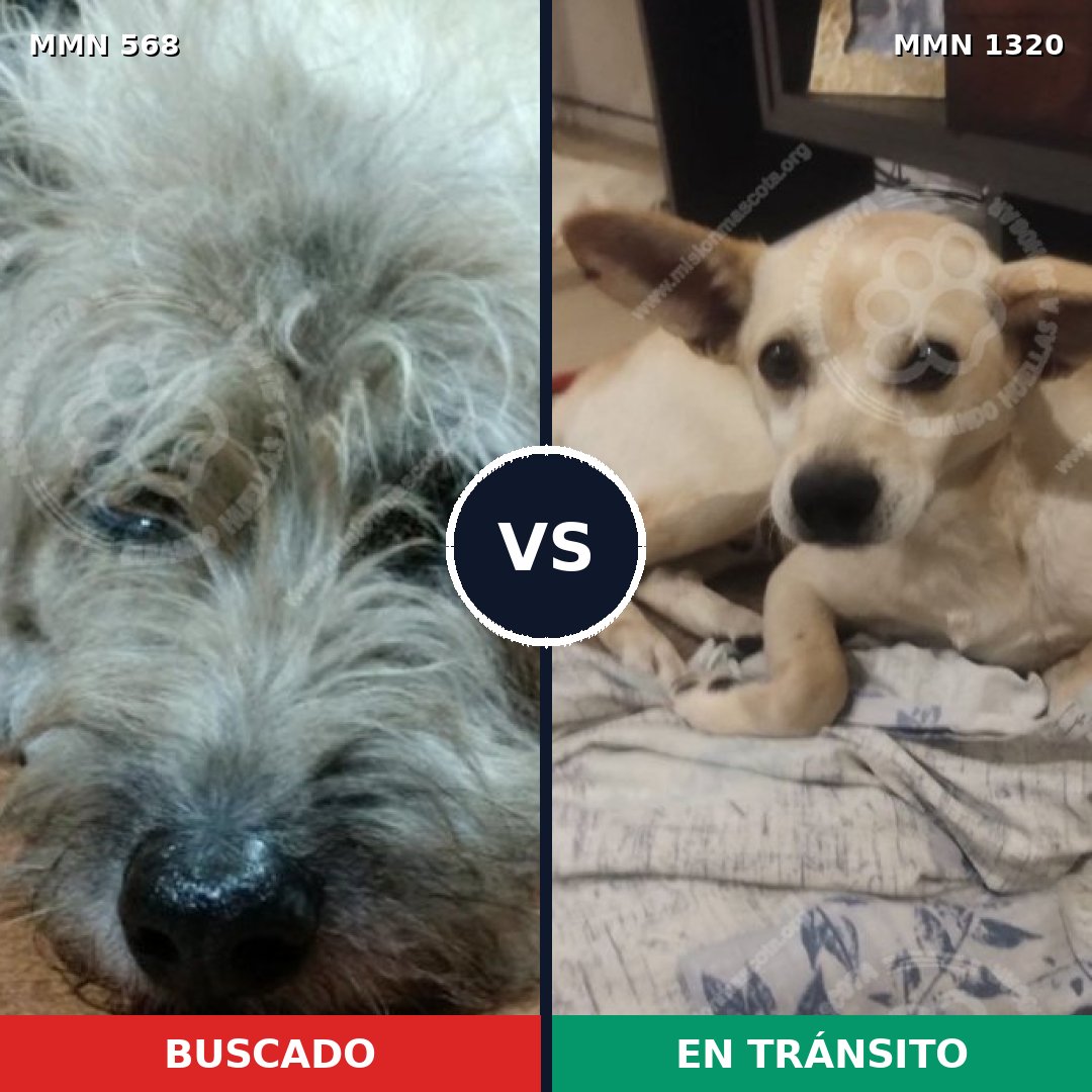Comparativa MMS 22459: mascota perdida y mascota encontrada, 70% de similitud
