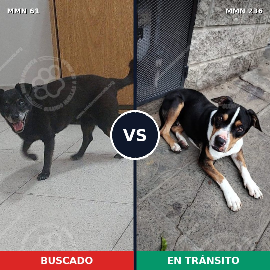 Comparativa MMS 2246: mascota perdida y mascota encontrada, 50% de similitud