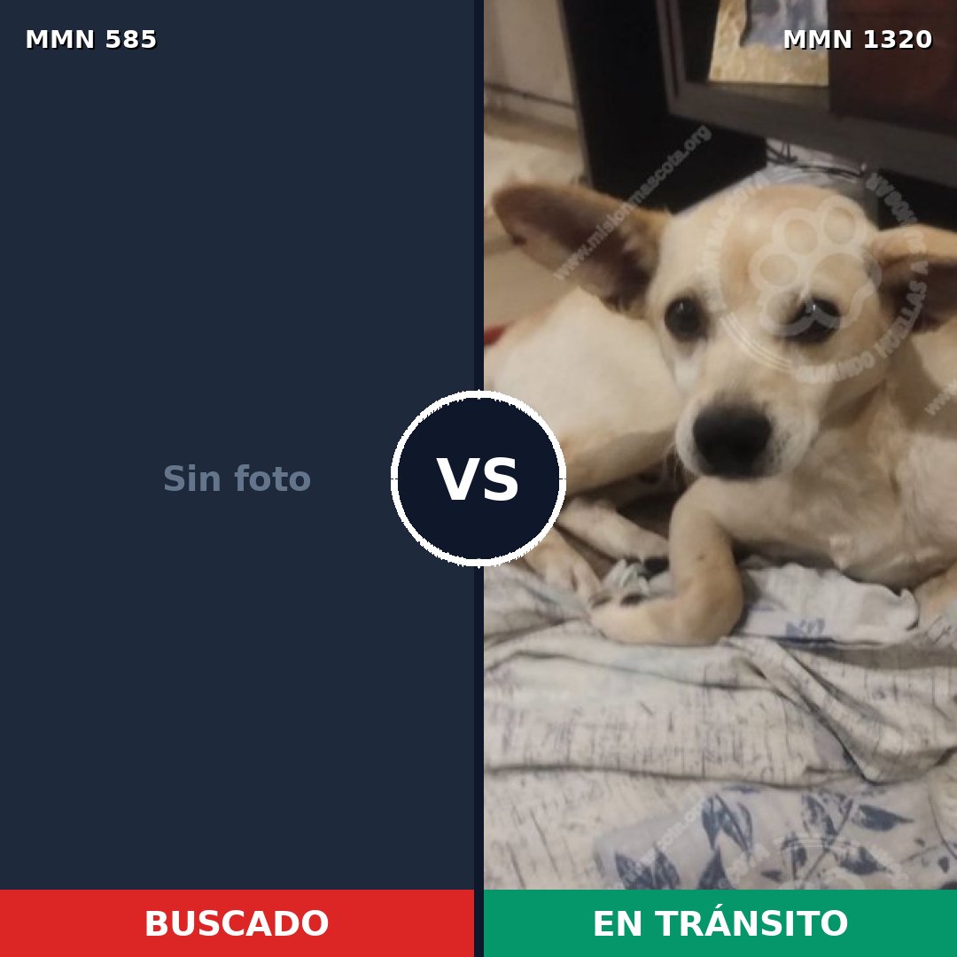 Comparativa MMS 22460: mascota perdida y mascota encontrada, 29% de similitud