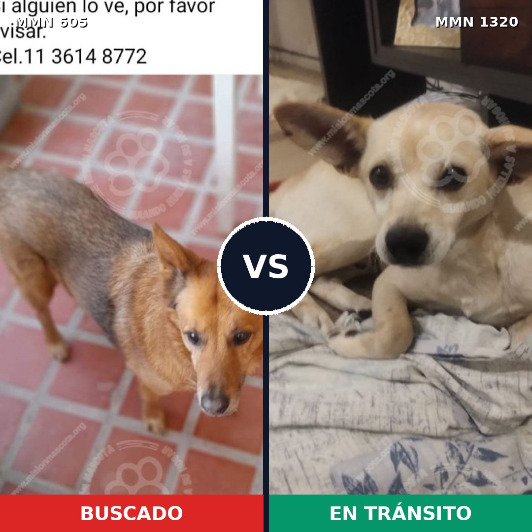 Comparativa MMS 22461: mascota perdida y mascota encontrada, 78% de similitud