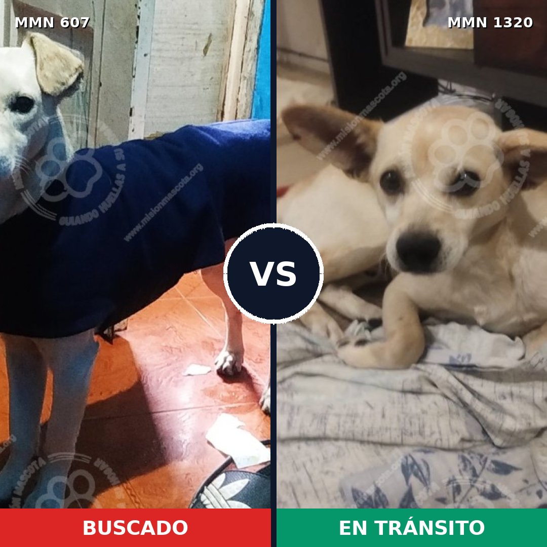 Comparativa MMS 22462: mascota perdida y mascota encontrada, 81% de similitud