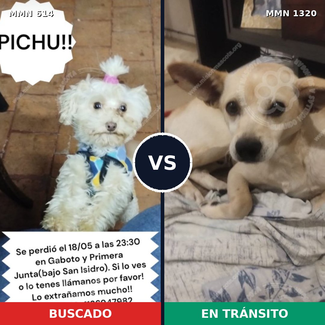 Comparativa MMS 22464: mascota perdida y mascota encontrada, 38% de similitud
