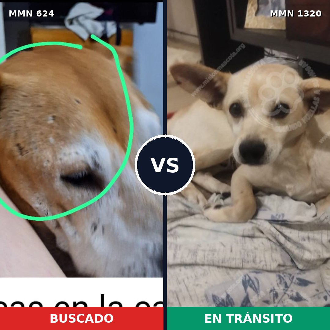 Comparativa MMS 22465: mascota perdida y mascota encontrada, 41% de similitud