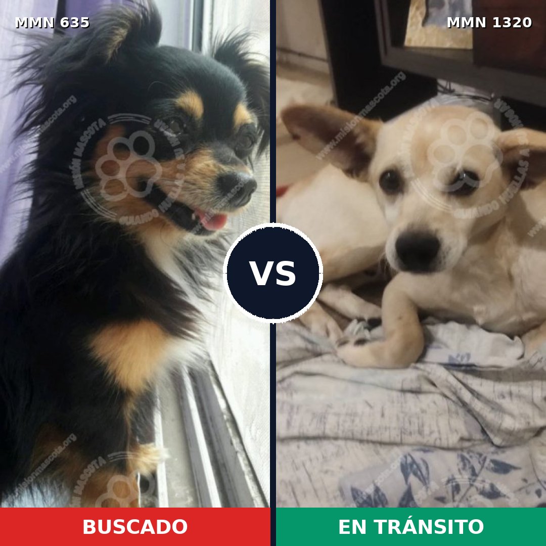 Comparativa MMS 22467: mascota perdida y mascota encontrada, 26% de similitud