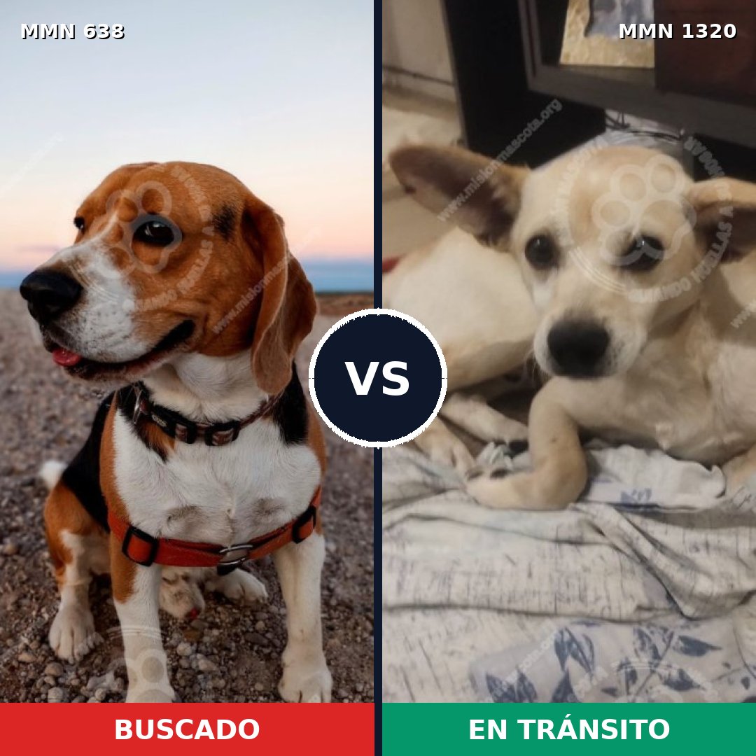 Comparativa MMS 22468: mascota perdida y mascota encontrada, 30% de similitud
