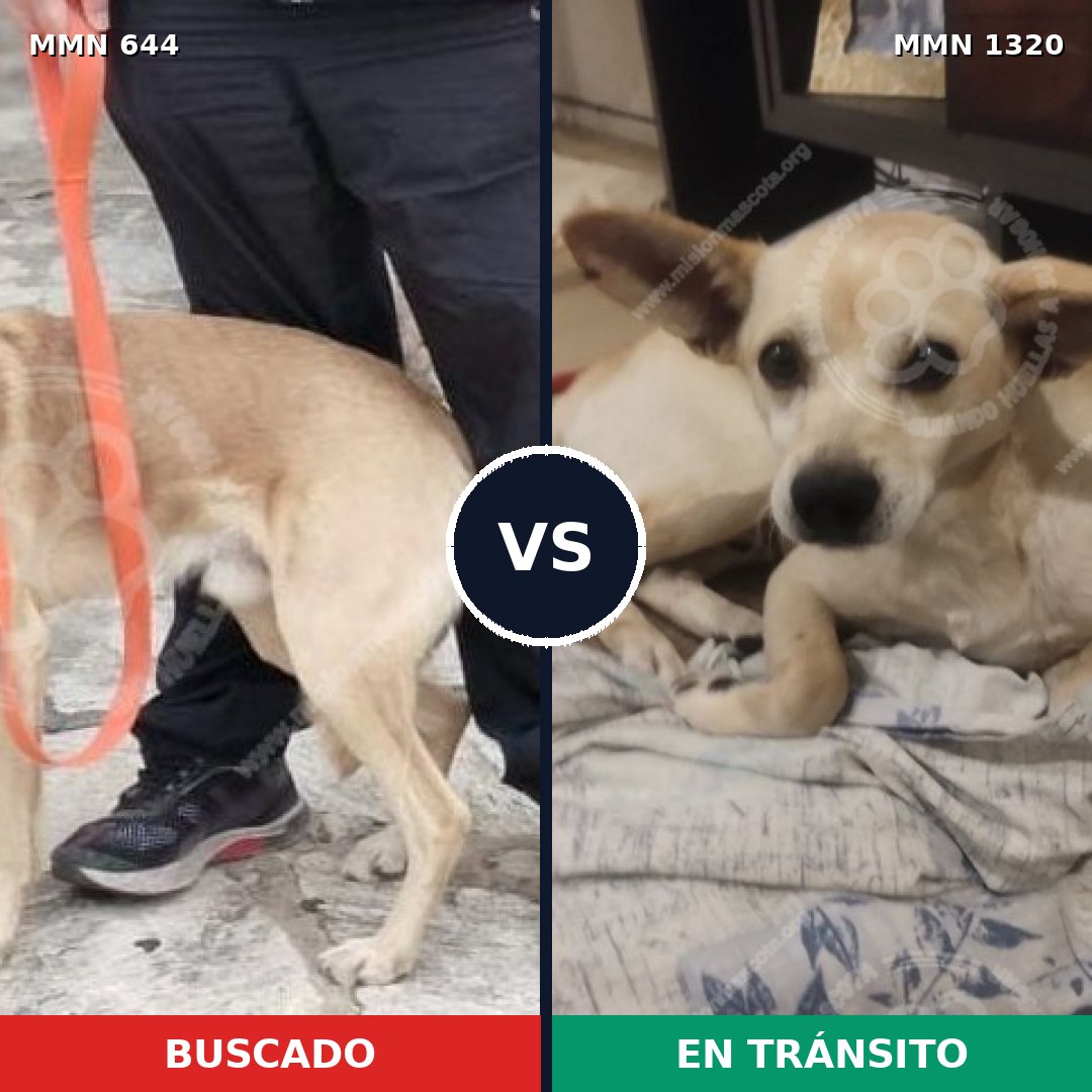 Comparativa MMS 22469: mascota perdida y mascota encontrada, 81% de similitud