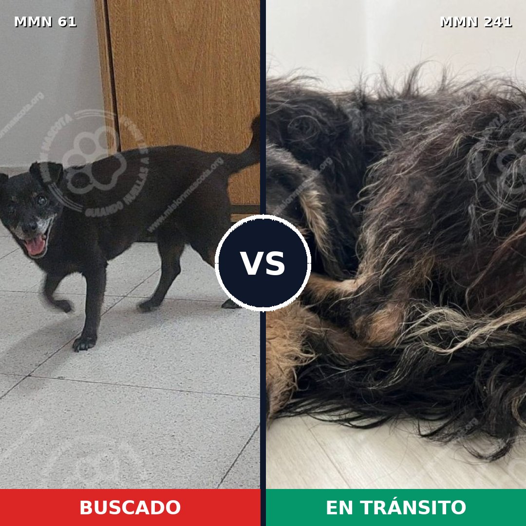 Comparativa MMS 2247: mascota perdida y mascota encontrada, 78% de similitud