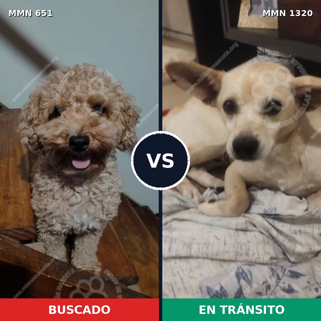 Comparativa MMS 22470: mascota perdida y mascota encontrada, 33% de similitud