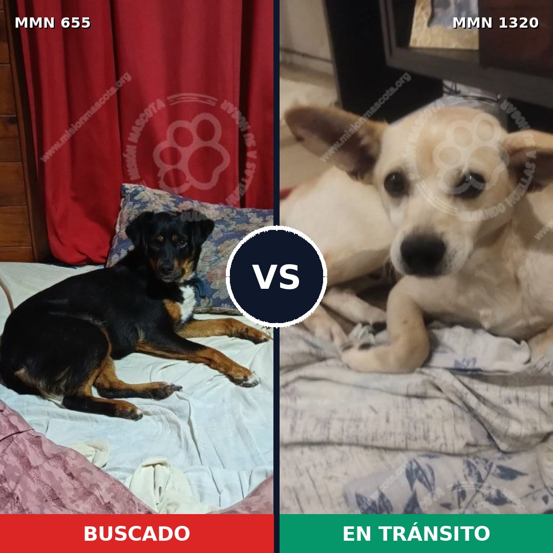 Comparativa MMS 22472: mascota perdida y mascota encontrada, 54% de similitud