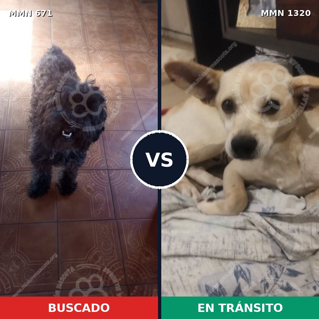 Comparativa MMS 22473: mascota perdida y mascota encontrada, 29% de similitud