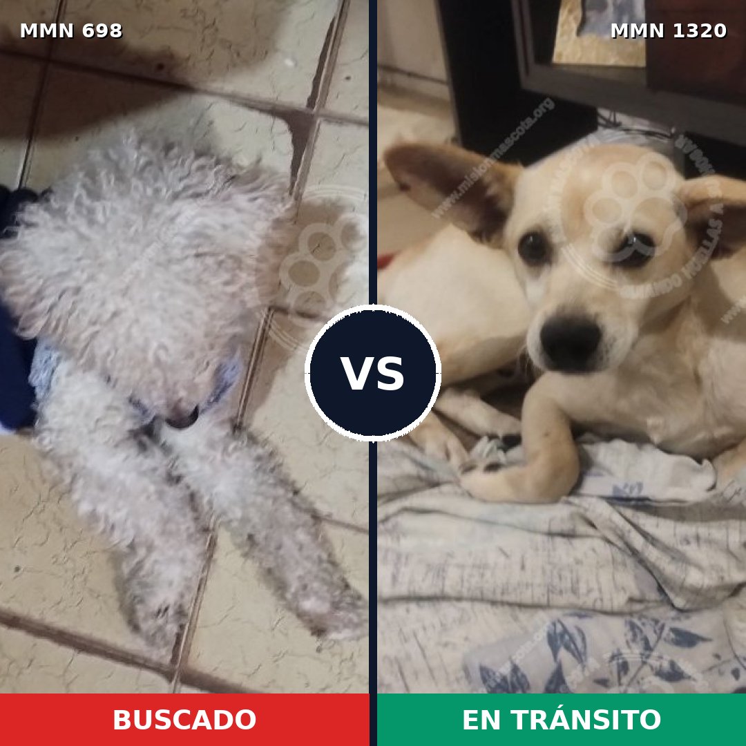 Comparativa MMS 22475: mascota perdida y mascota encontrada, 45% de similitud