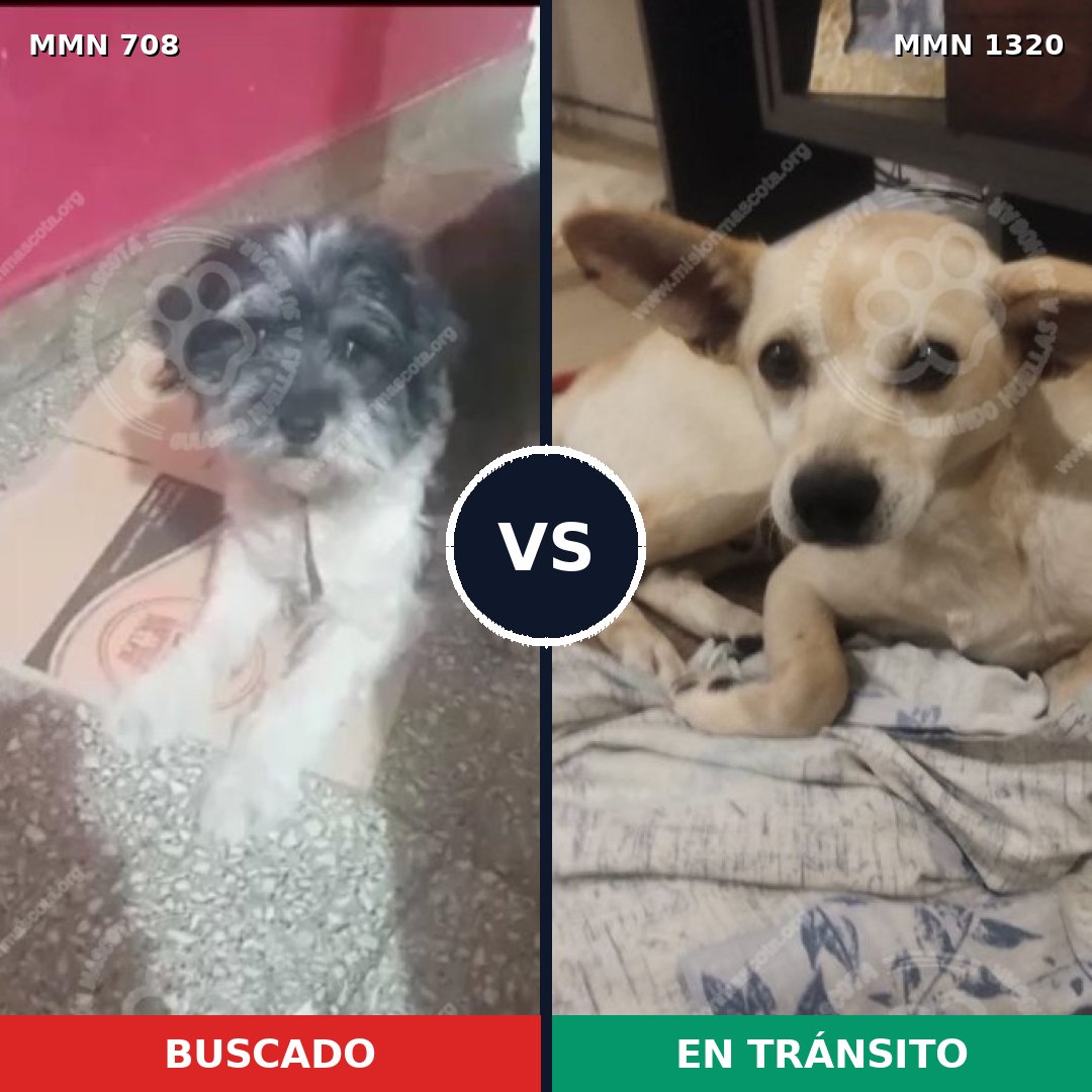 Comparativa MMS 22476: mascota perdida y mascota encontrada, 41% de similitud