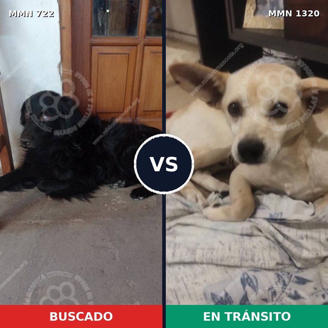 Comparativa MMS 22478: mascota perdida y mascota encontrada, 43% de similitud