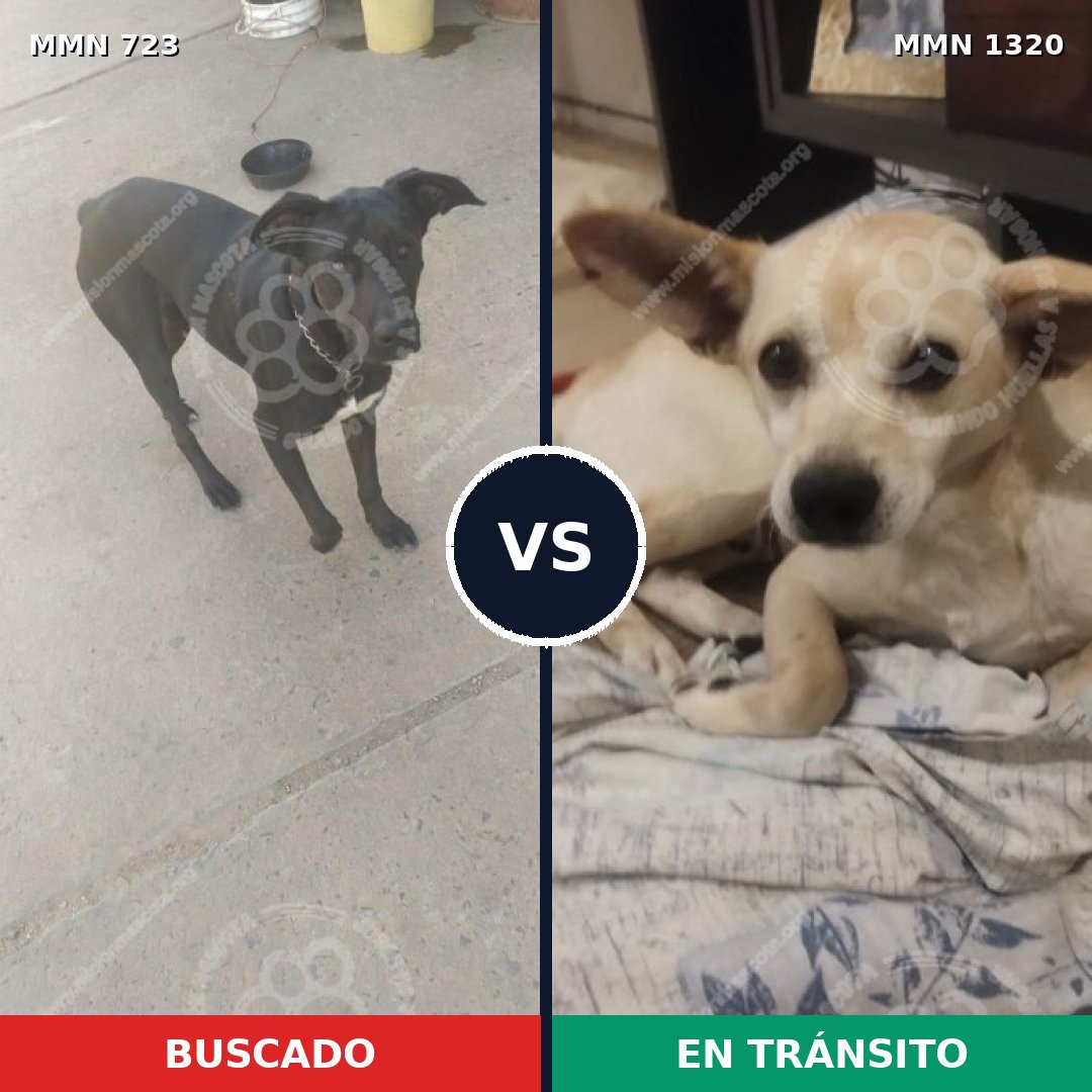 Comparativa MMS 22479: mascota perdida y mascota encontrada, 58% de similitud