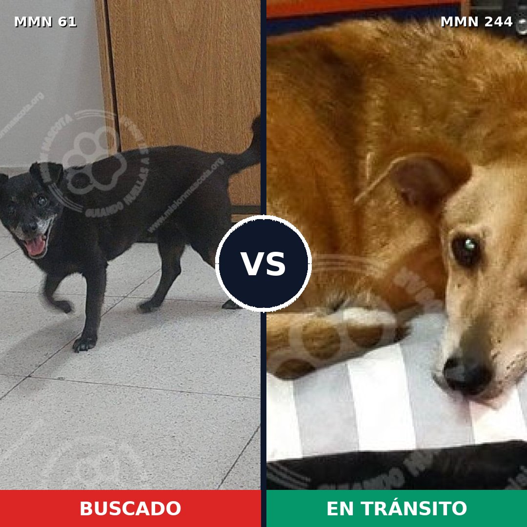 Comparativa MMS 2248: mascota perdida y mascota encontrada, 76% de similitud