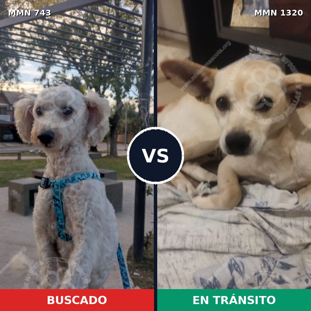 Comparativa MMS 22482: mascota perdida y mascota encontrada, 55% de similitud