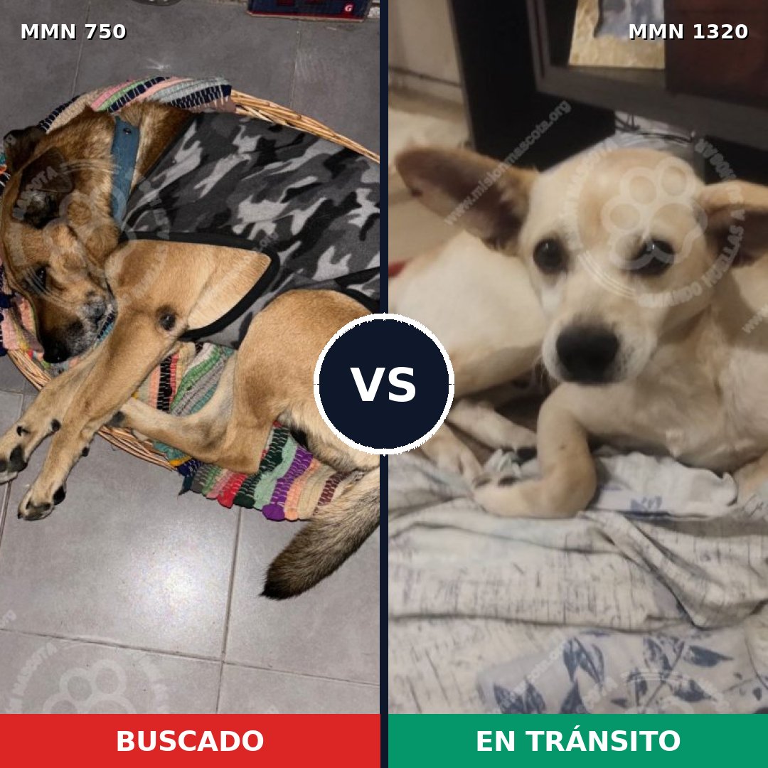 Comparativa MMS 22483: mascota perdida y mascota encontrada, 66% de similitud