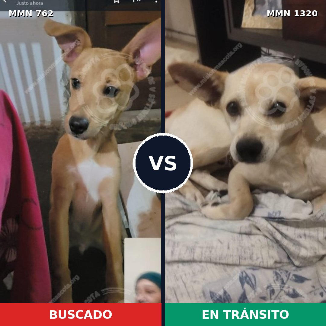 Comparativa MMS 22484: mascota perdida y mascota encontrada, 87% de similitud