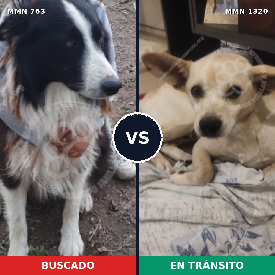 Comparativa MMS 22485: mascota perdida y mascota encontrada, 41% de similitud