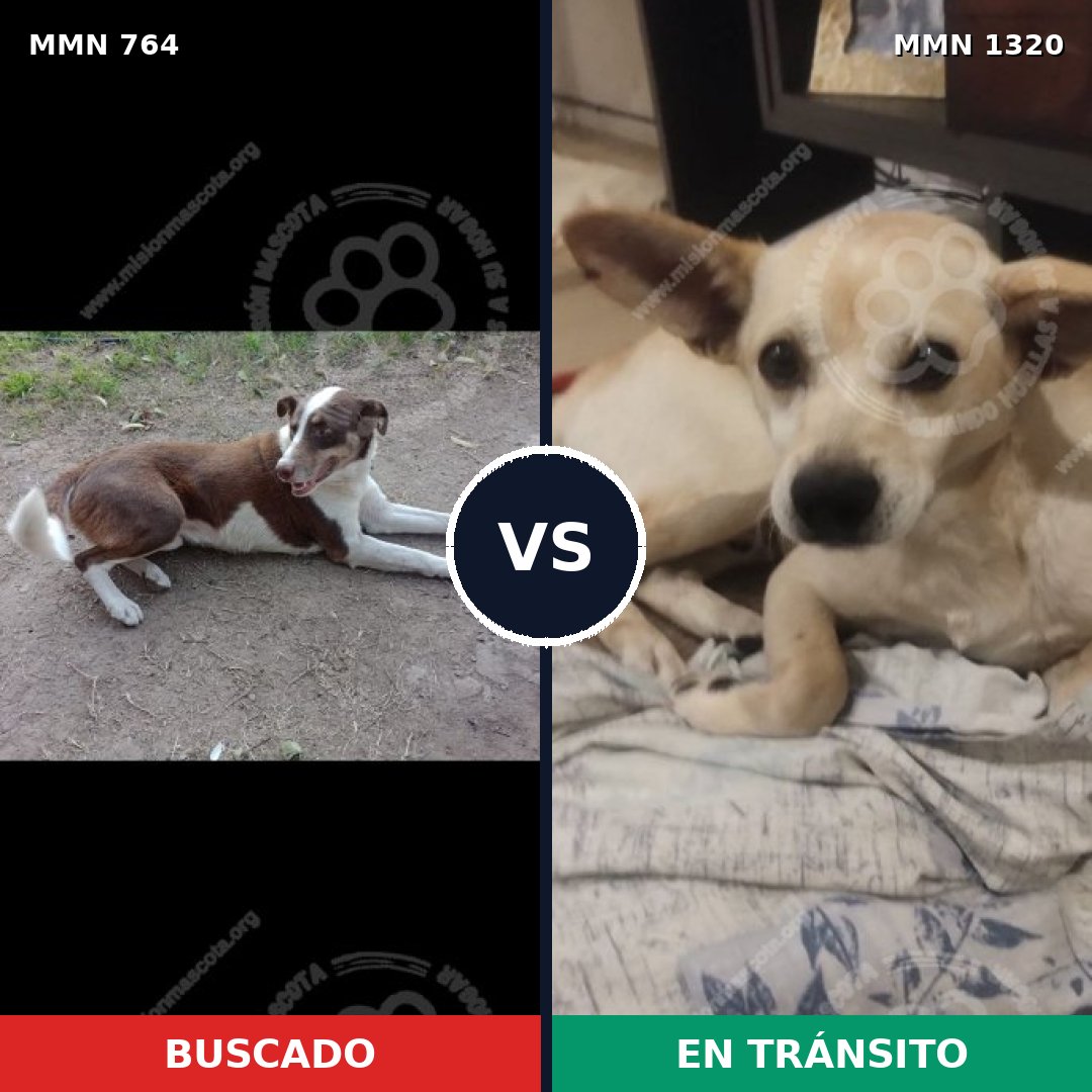 Comparativa MMS 22486: mascota perdida y mascota encontrada, 41% de similitud