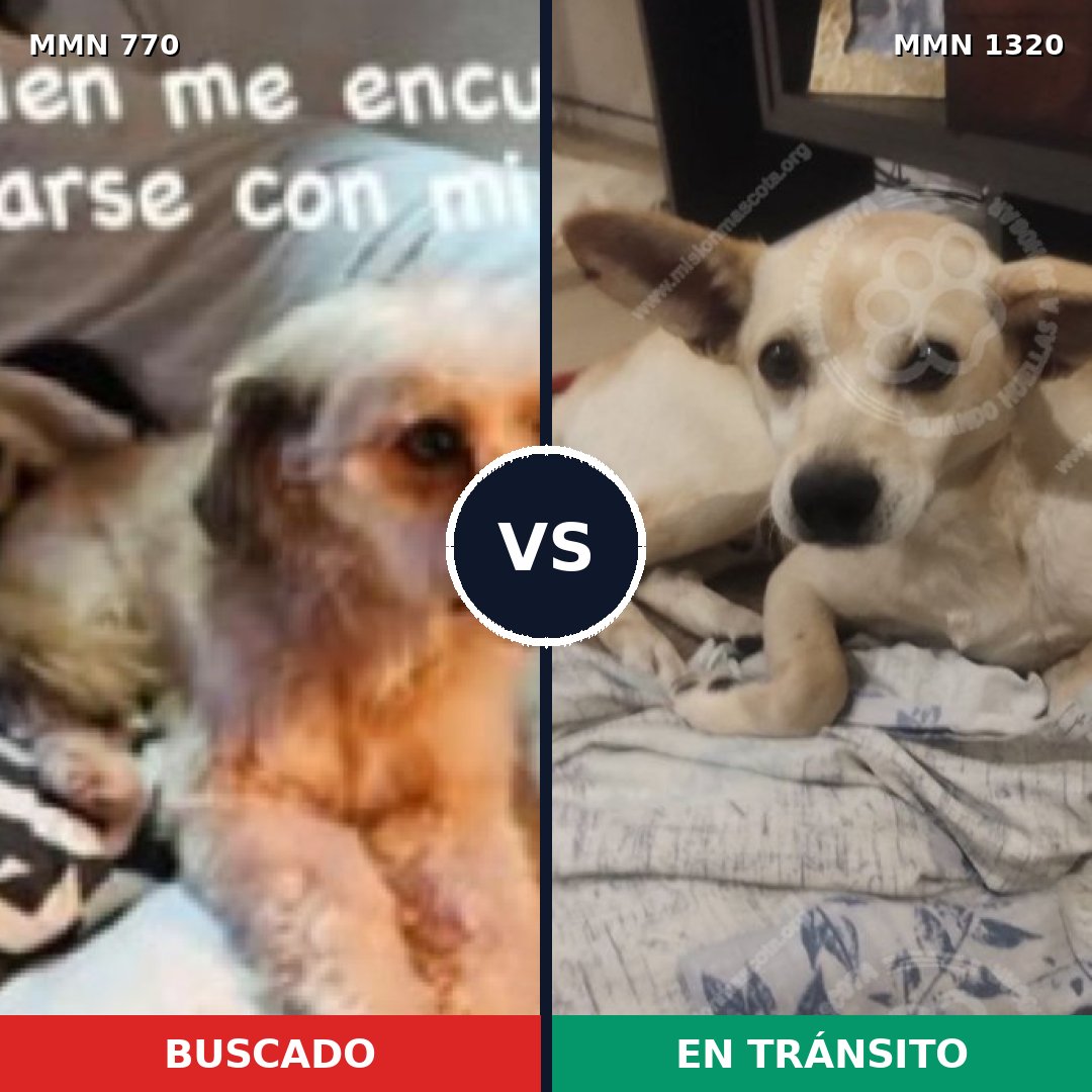 Comparativa MMS 22488: mascota perdida y mascota encontrada, 68% de similitud