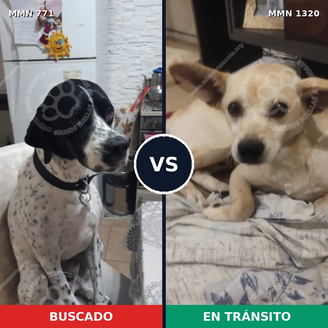 Comparativa MMS 22489: mascota perdida y mascota encontrada, 44% de similitud