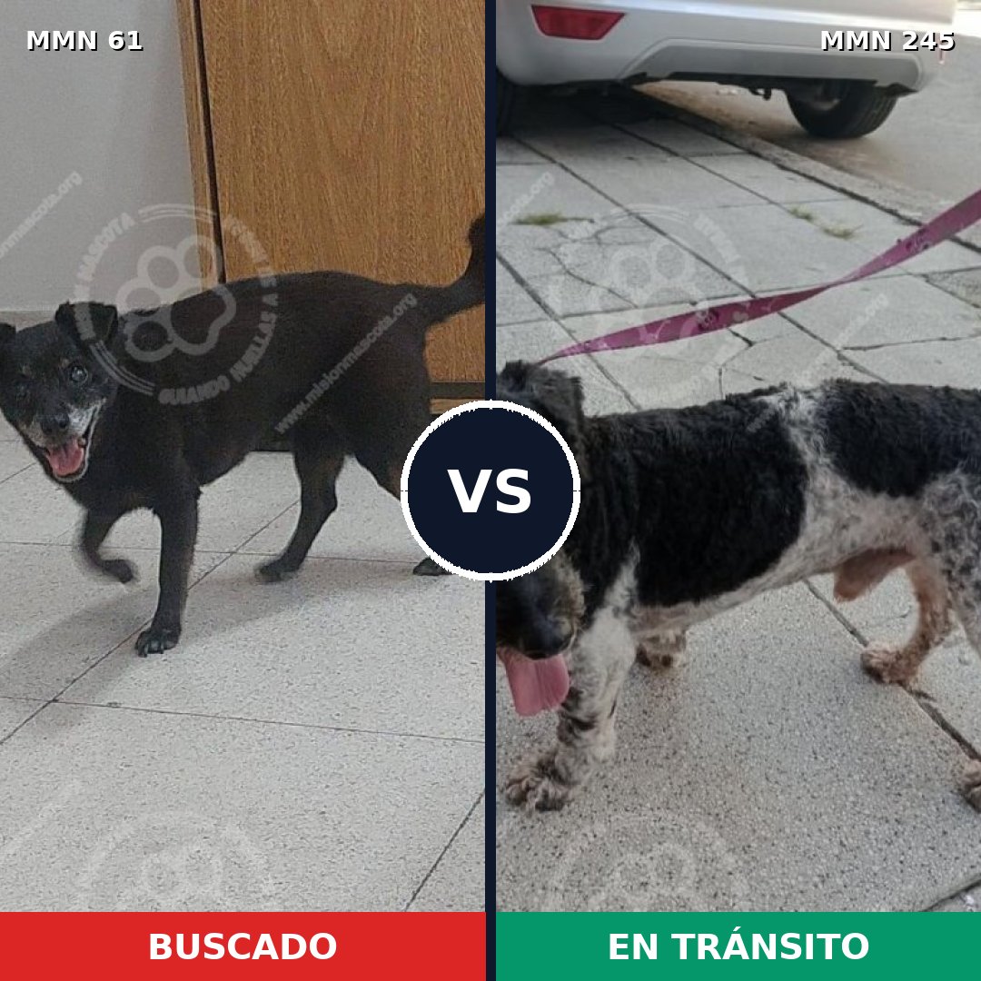 Comparativa MMS 2249: mascota perdida y mascota encontrada, 92% de similitud