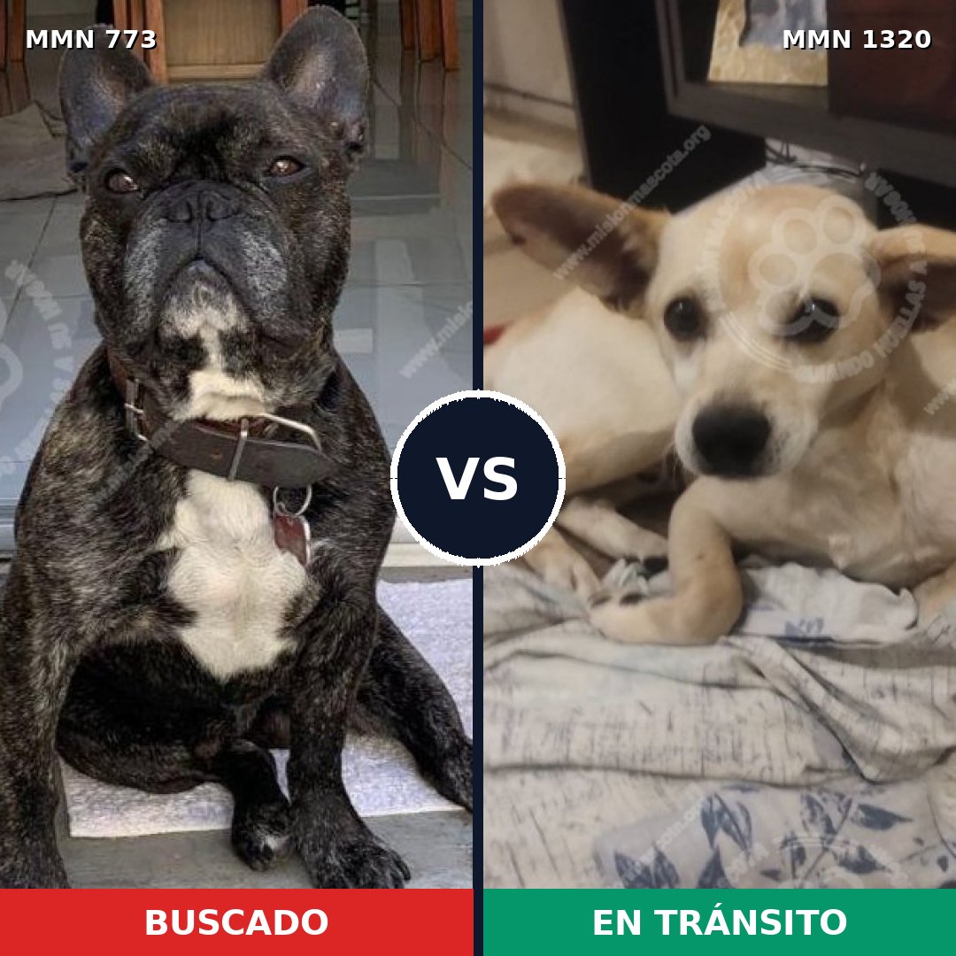 Comparativa MMS 22490: mascota perdida y mascota encontrada, 47% de similitud