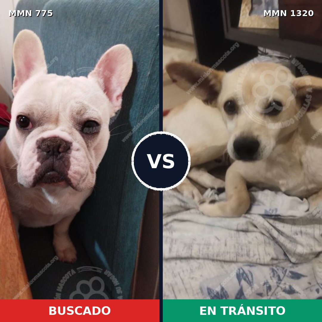 Comparativa MMS 22491: mascota perdida y mascota encontrada, 46% de similitud