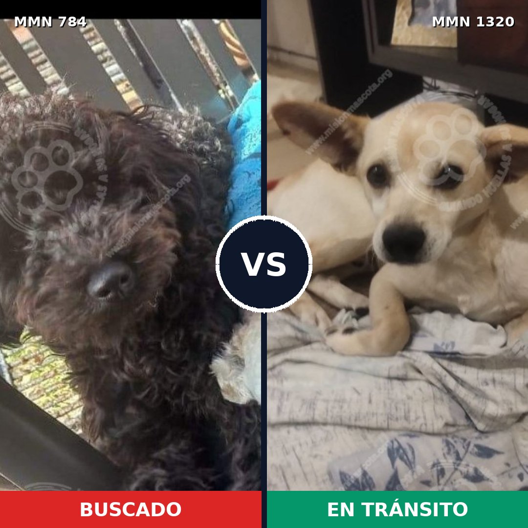 Comparativa MMS 22493: mascota perdida y mascota encontrada, 38% de similitud
