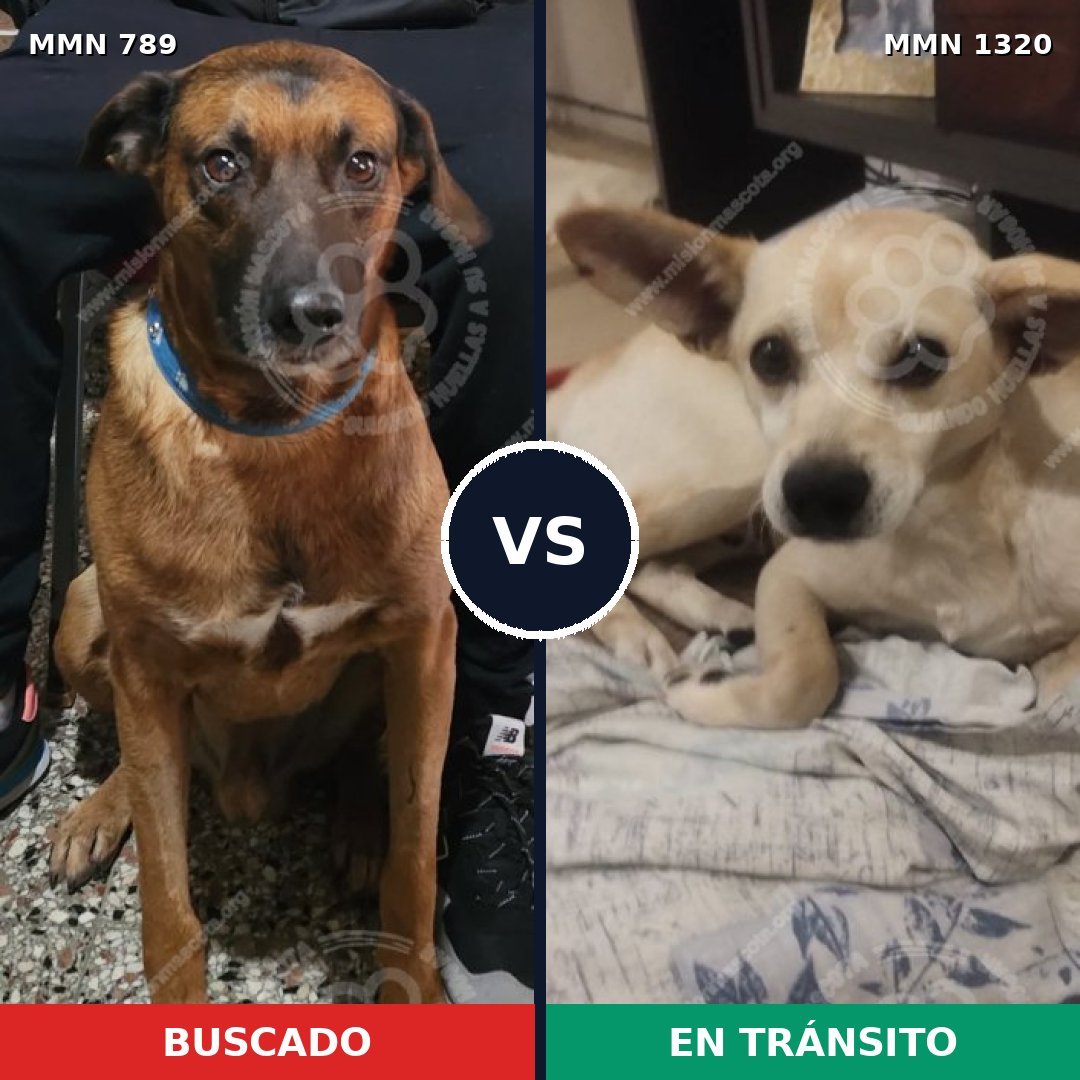 Comparativa MMS 22494: mascota perdida y mascota encontrada, 62% de similitud