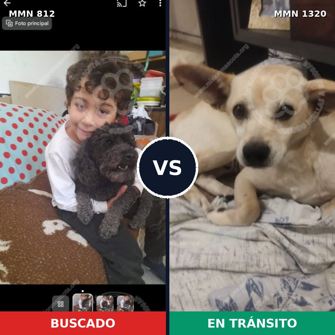 Comparativa MMS 22495: mascota perdida y mascota encontrada, 31% de similitud