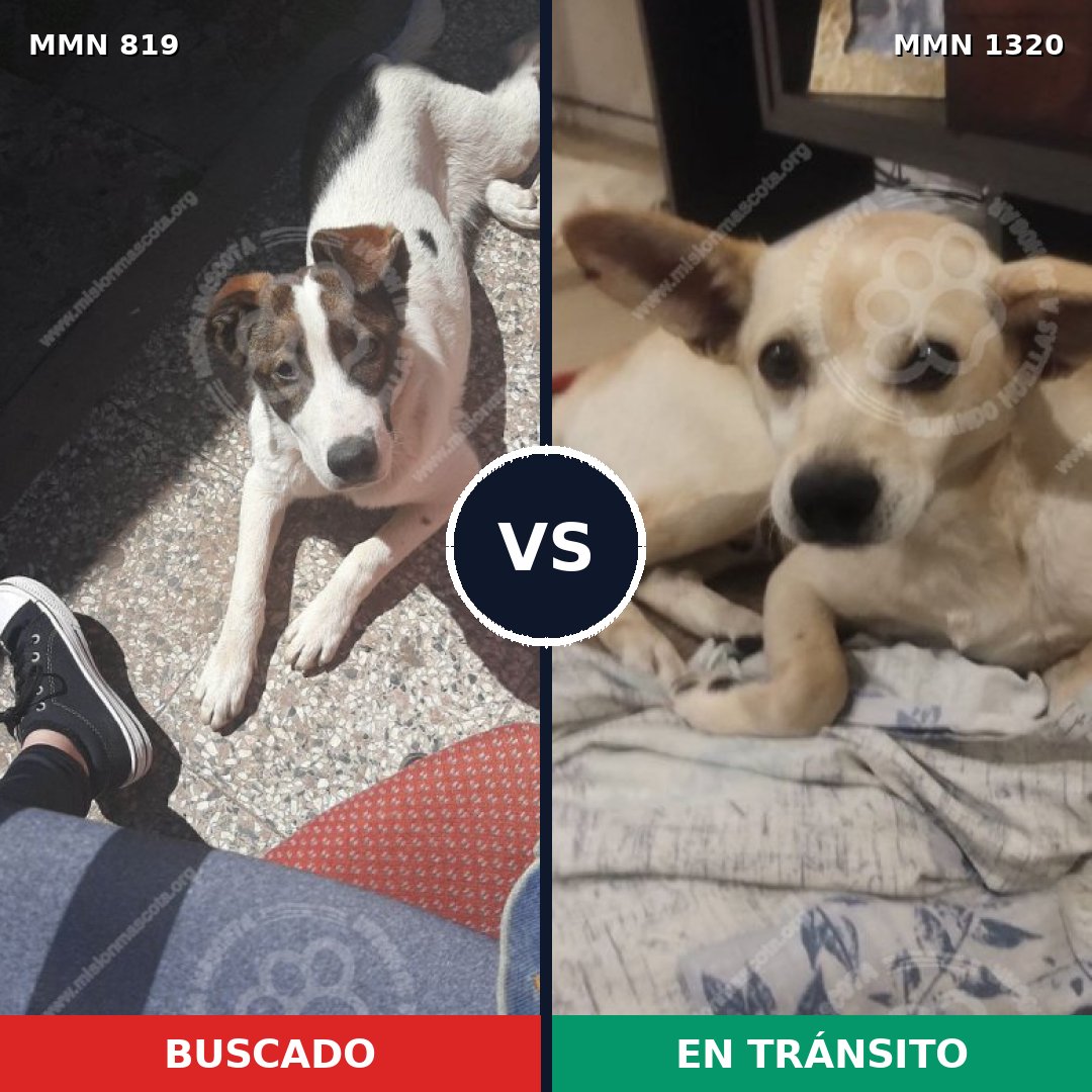Comparativa MMS 22496: mascota perdida y mascota encontrada, 77% de similitud