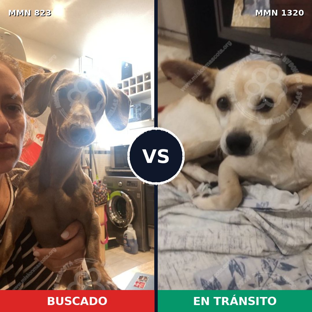 Comparativa MMS 22497: mascota perdida y mascota encontrada, 33% de similitud