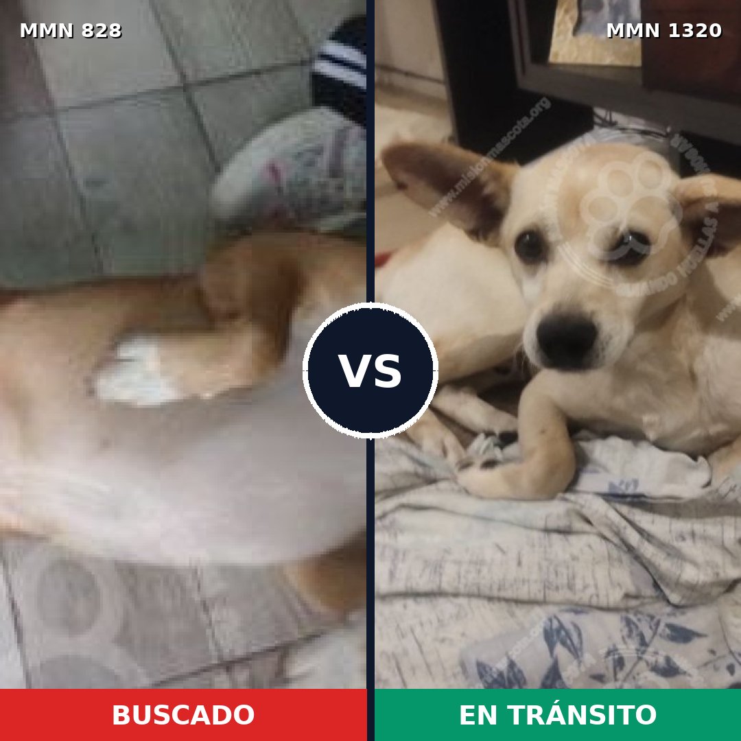 Comparativa MMS 22498: mascota perdida y mascota encontrada, 86% de similitud