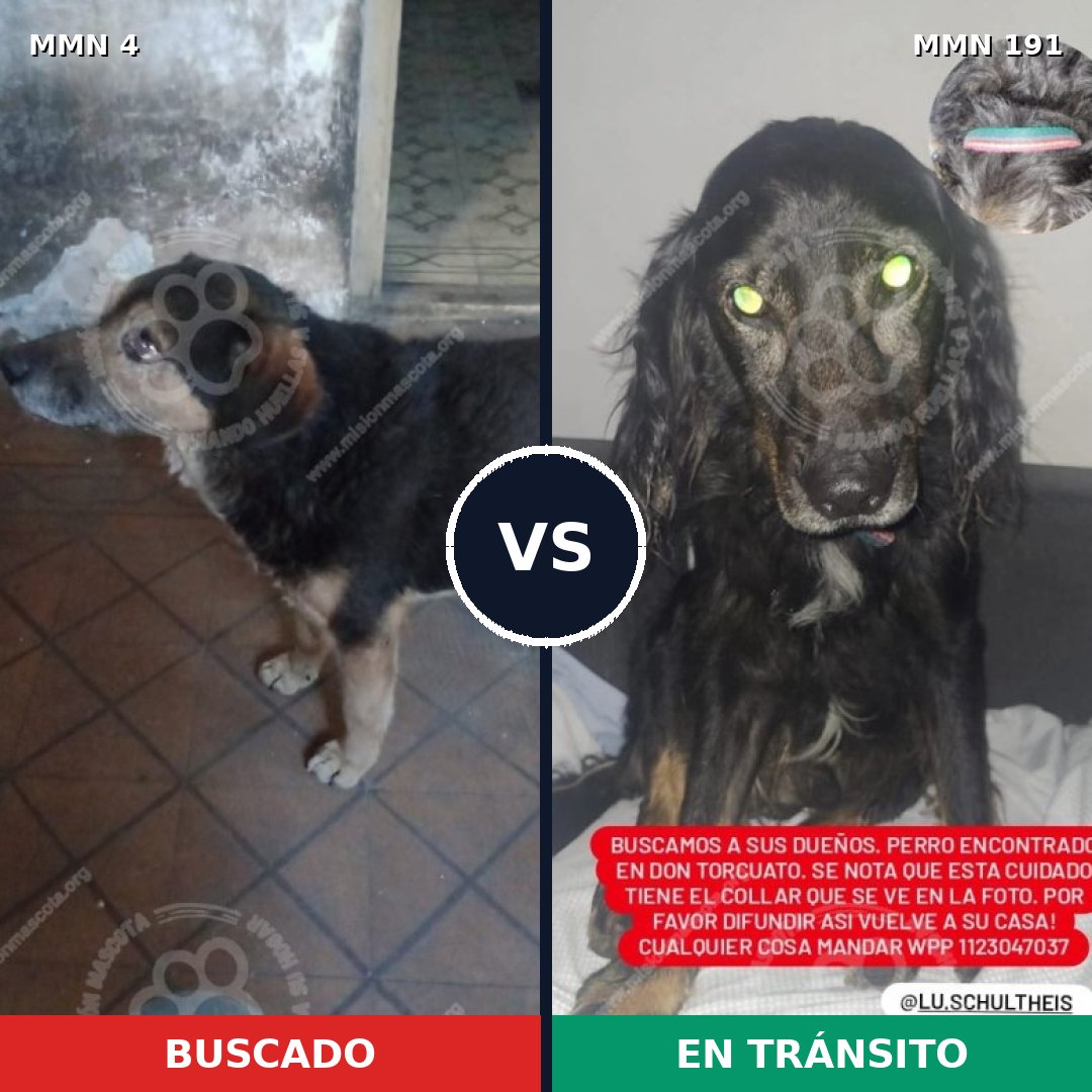 Comparativa MMS 225: mascota perdida y mascota encontrada, 86% de similitud