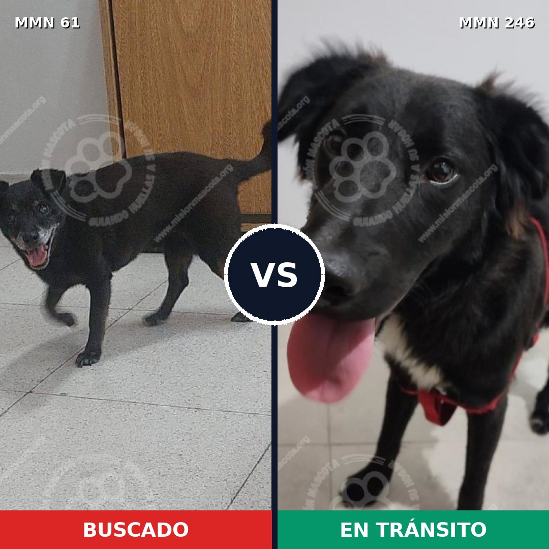 Comparativa MMS 2250: mascota perdida y mascota encontrada, 90% de similitud