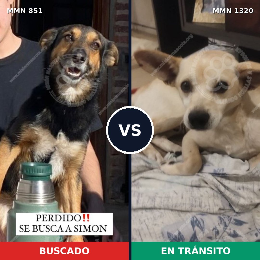 Comparativa MMS 22500: mascota perdida y mascota encontrada, 76% de similitud