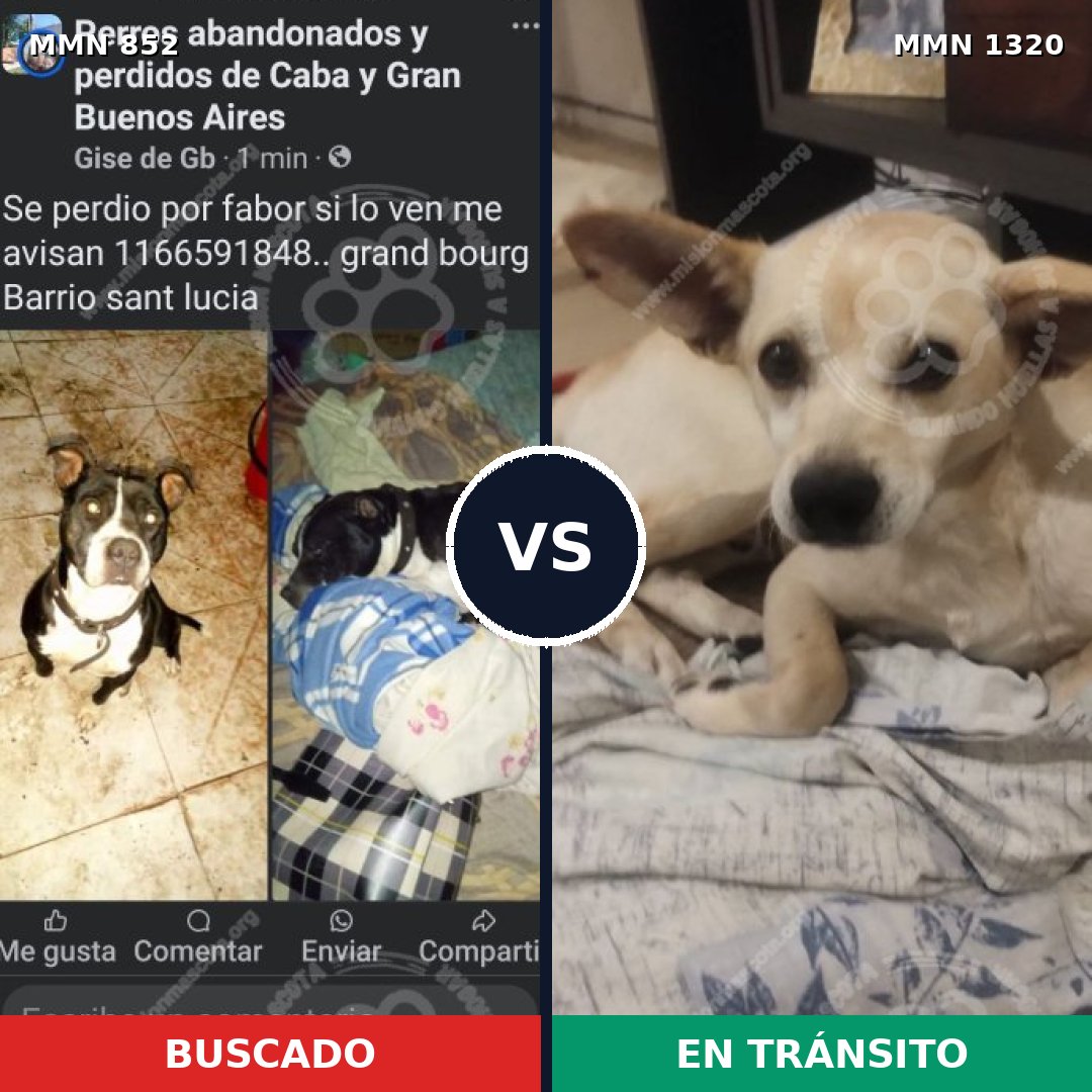 Comparativa MMS 22501: mascota perdida y mascota encontrada, 44% de similitud